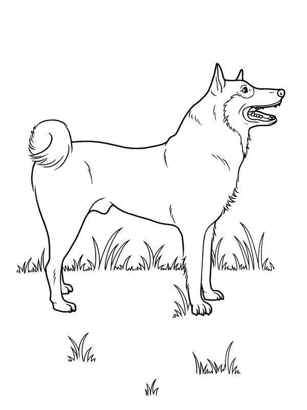 coloriage chien loup